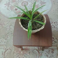 گلدان‌ها دانه ای ۳۵