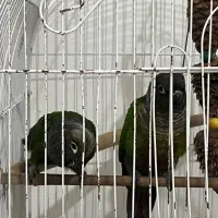 گرینجیک عروس هلندی مرغ عشق|پرنده|ارومیه, |دیوار