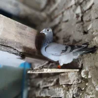 کفتر دوبر|پرنده|اردبیل, |دیوار