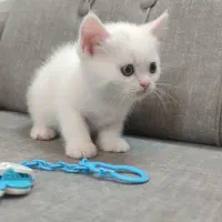 بچه گربه اسکاتیش سفید