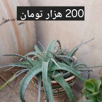 گل های طبیعی|گل و گیاه طبیعی|تربت جام, میان جام|دیوار