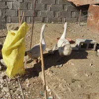 تخم غاز (قو غاز)