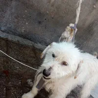 سگ پا کوتا