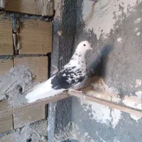 باسلام ۸عددکبوتر گشتی|پرنده|کرمانشاه, |دیوار