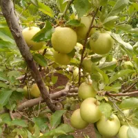 باغ-سیب
