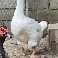 غاز خالماگور اصیل|حیوانات مزرعه|قائمشهر, |دیوار