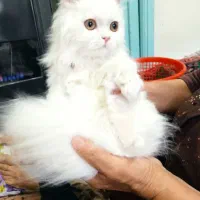 گربه  پرشین 10ماهه ساکت آروم|گربه|خوی, |دیوار