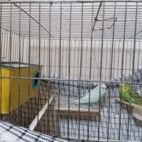 مرغ عشق|پرنده|خوی, |دیوار