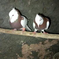 کفتر پرشی|پرنده|زبرخان, |دیوار