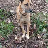 سگ دورگه سرابی|سگ|تالش, طولارود|دیوار