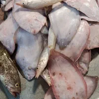 ماهی مخلوط