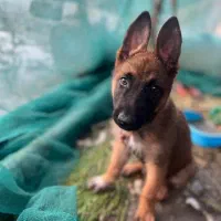 ژرمن مالینویز