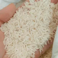 برنج فجر سوزنی ۹۰روزه درجه یک سورت و بوجار