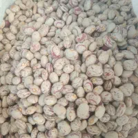 لوبیا چیتی درجه یک بوجاری شده|عمده‌فروشی|درودزن, |دیوار