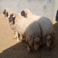 بره ماده اصیل سنجابی|حیوانات مزرعه|ماهیدشت, |دیوار