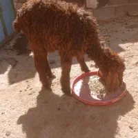 بره|حیوانات مزرعه|شیروان (خراسان), |دیوار