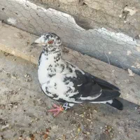 سوسکی سیاه ماده