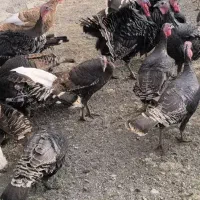 بوقلمون طبیعی