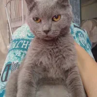 گربه نر و ماده اسکاتیش