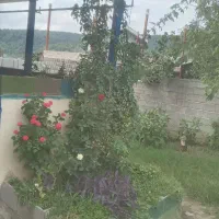 زمین مسکونی روستای گردشگری حلیمه جان