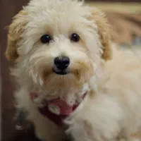 سگ ماده برای جفت گیری میخوام