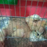 جوجه مرغ لرستان