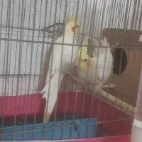 دوجفت عروس خوشکل وسرحال وآماده تخم جوجه دادن