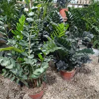 دهکده گل بوشهر|گل و گیاه طبیعی|بوشهر, |دیوار