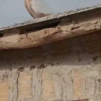 سینه زرد نر قلدور پرشی بشرط زدخورد