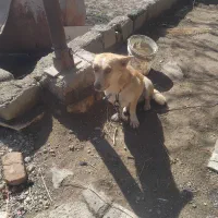 پاپی|سگ|تربت جام, جامرود|دیوار