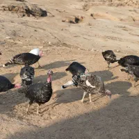 14 عدد بوقلمون ماده سالم و چاق