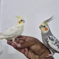 عروس هلندی سخنگو|پرنده|فردوس (خراسان), |دیوار