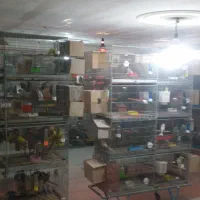 قفس ۸خان پژاوند قاطری قفس کاسکویی ۱۰۳۳و ۱۰۳۲