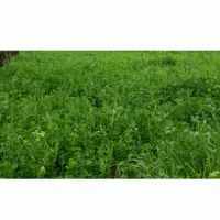 بذر یونجه درجه یک