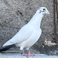 نر دم سبز درجه یک|پرنده|بیرجند, |دیوار