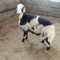 بره قوچ پلنگی خال سیاه|حیوانات مزرعه|الشتر, |دیوار