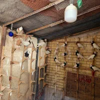 کبوتر طوقی