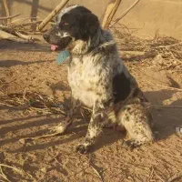 سگ گله ای قهدرجونی|سگ|بادرود, |دیوار