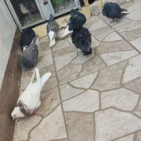 کبوتر دمبی و طوقی و شهری