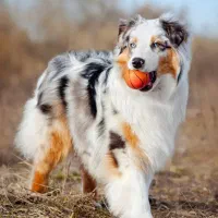 مربی سگ و پانسیون خانگی|خدمات آموزشی|رشت, گلسار|دیوار