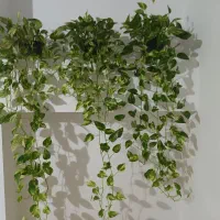 گلهای آپارتمانی و کاکتوس