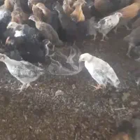 جوجه مرغ و خروس رنگی ومحلی قیمت مناسب پرورشی