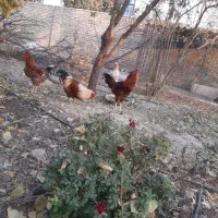 خروس لاری و محلی