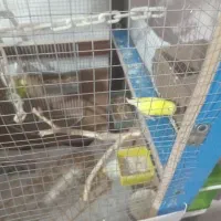 فروشی|پرنده|تهران, شهرک خرازی|دیوار