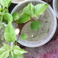 فروش گل های یاس وسایر