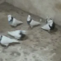 طوقی|پرنده|ایواوغلی, |دیوار