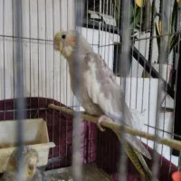 جوجه عروس  وکبوتر دم چتر