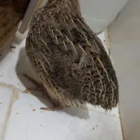 چهار عدد بلدرچین سالم وسلامت فقط آگهی رو بخون|حیوانات مزرعه|تهران, کیانشهر|دیوار