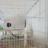 عروس هلندی