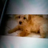 سگ عروسکی سایز ریز|سگ|کرمان, |دیوار